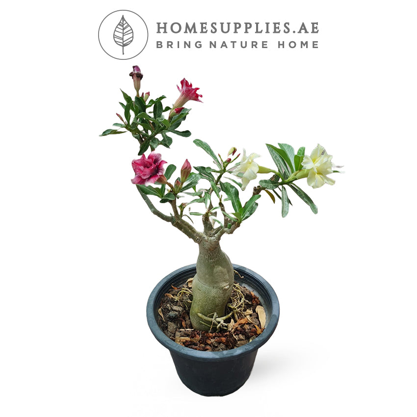 Desert Rose