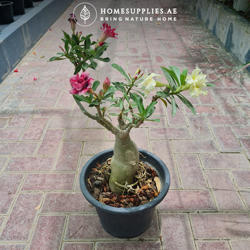 Desert Rose