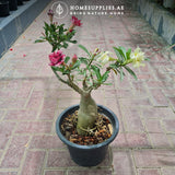 Desert Rose