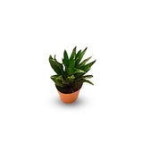 Dracaena Compacta