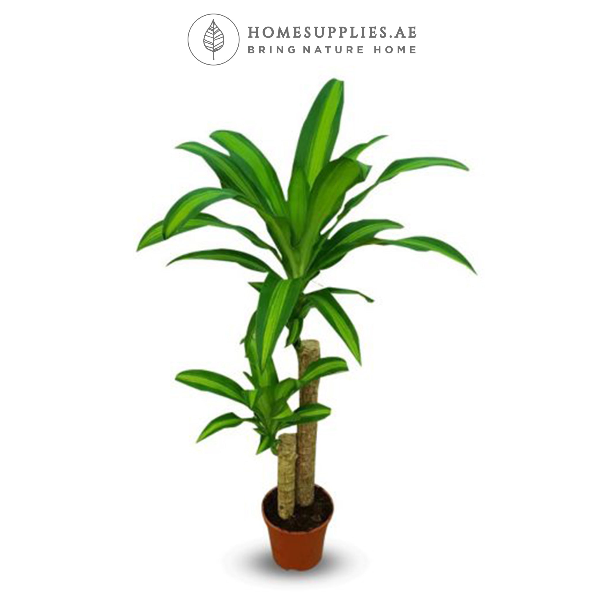 Dracaena Massangeana