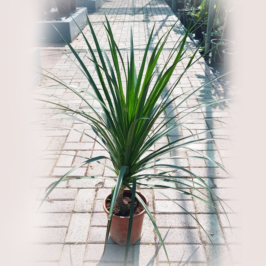 Dracaena Draco