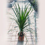 Dracaena Draco
