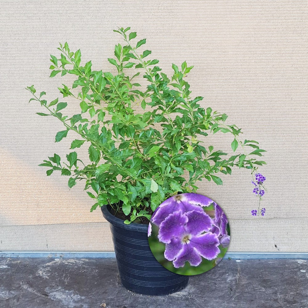 Duranta