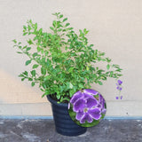 Duranta