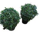 Ehretia Ball-Shaped