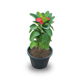 Euphorbia
