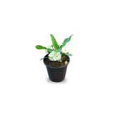 Euphorbia