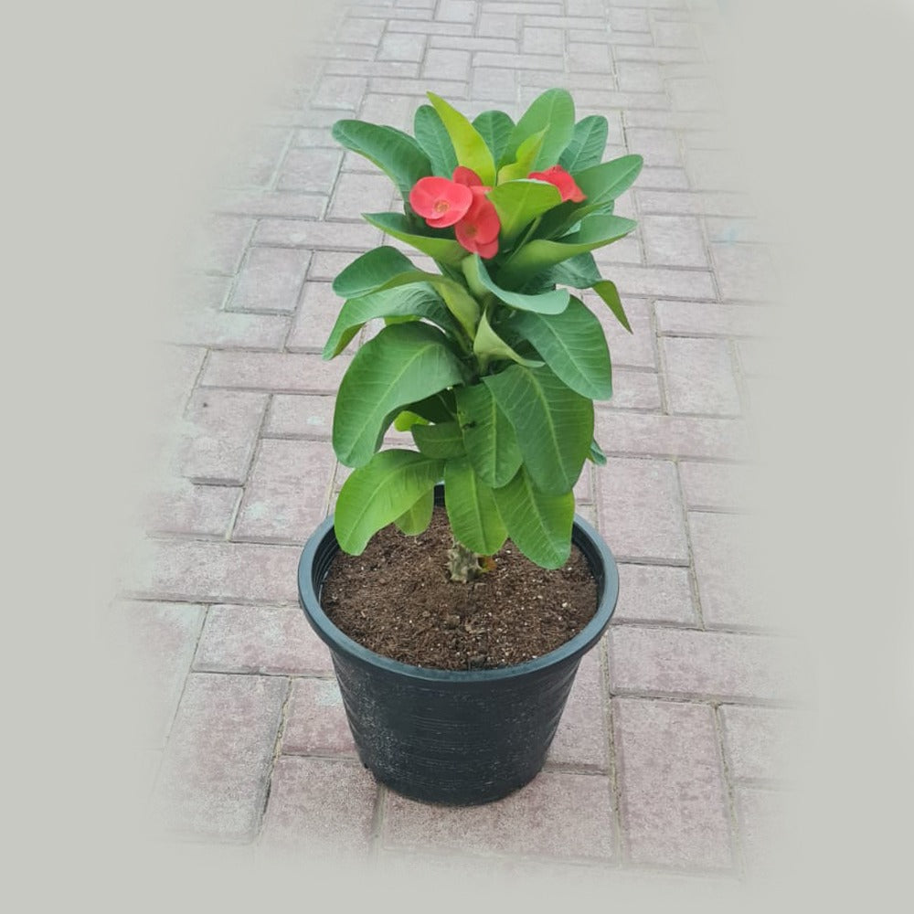 Euphorbia