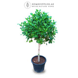 Ficus Lollipop