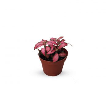 Fittonia