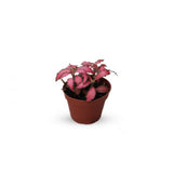 Fittonia