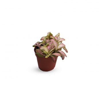 Fittonia