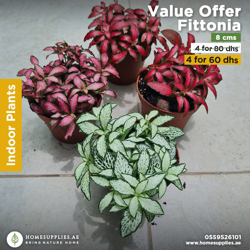 Fittonia Offer