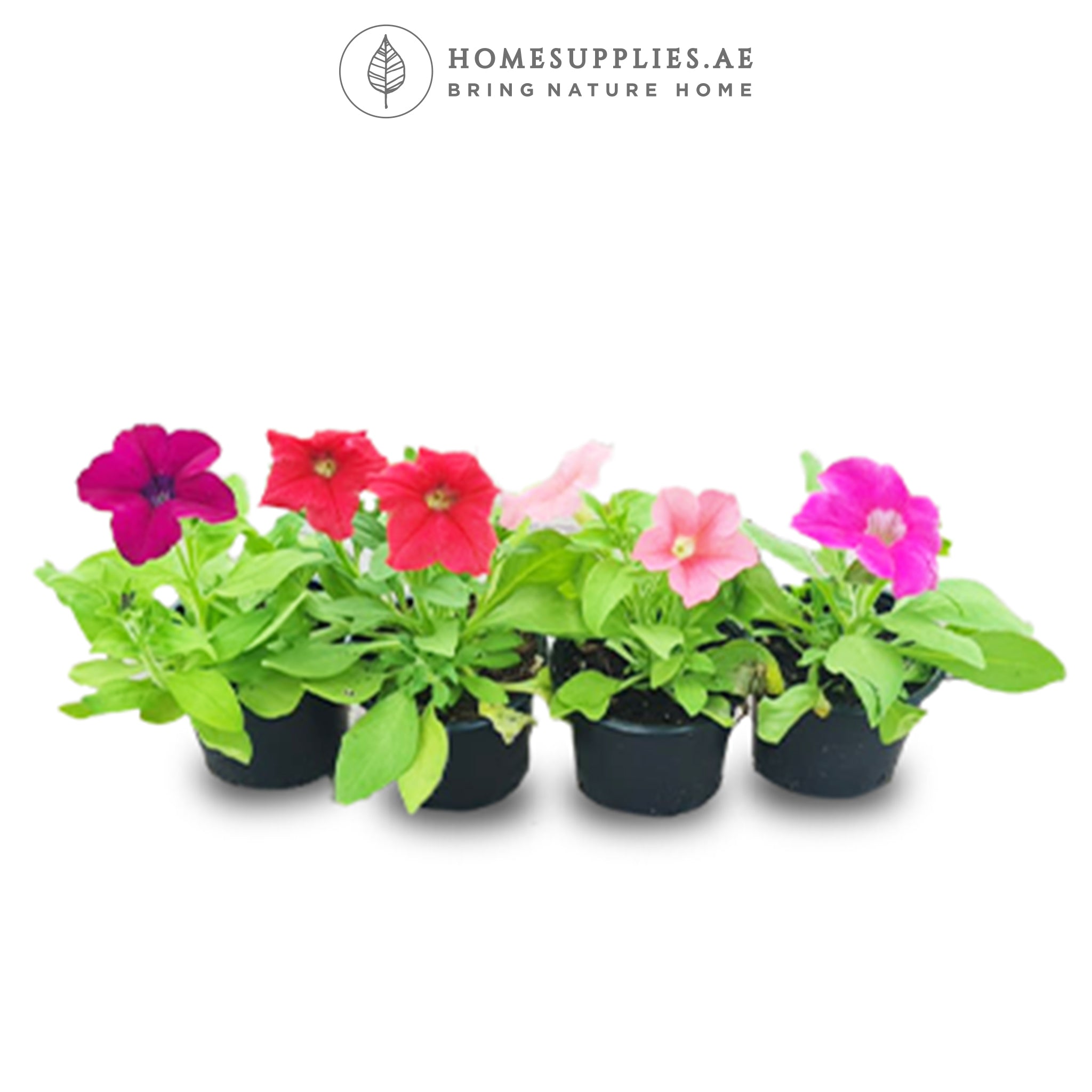 Flowering Petunias