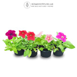 Flowering Petunias