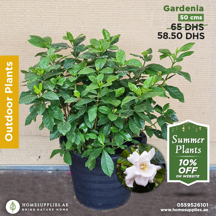 Gardenia Outdoor