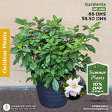 Gardenia Outdoor
