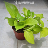 Money Plant Golden..