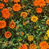 Gazania 25 Plants
