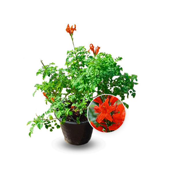 Tecomaria