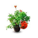 Tecomaria
