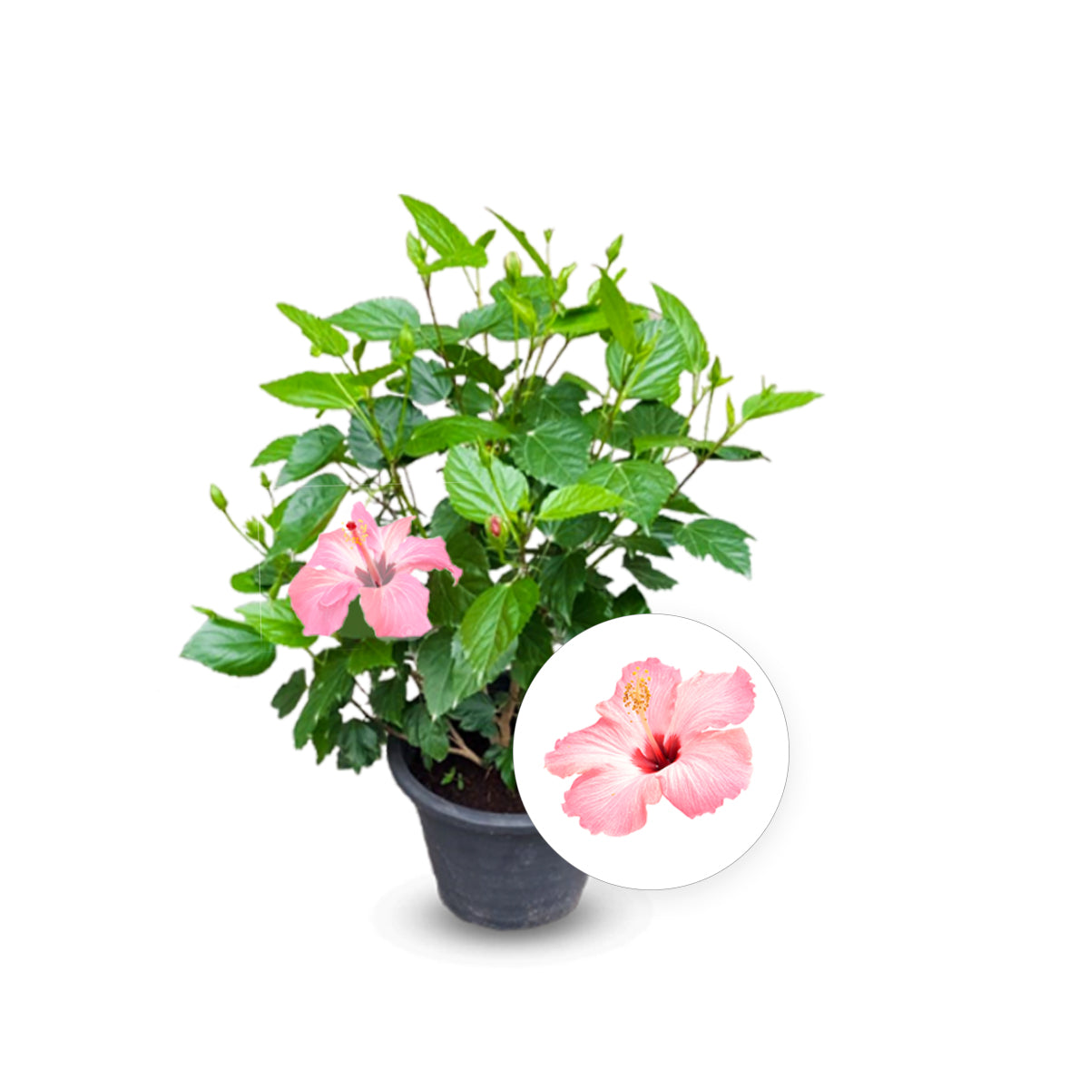 Hibiscus