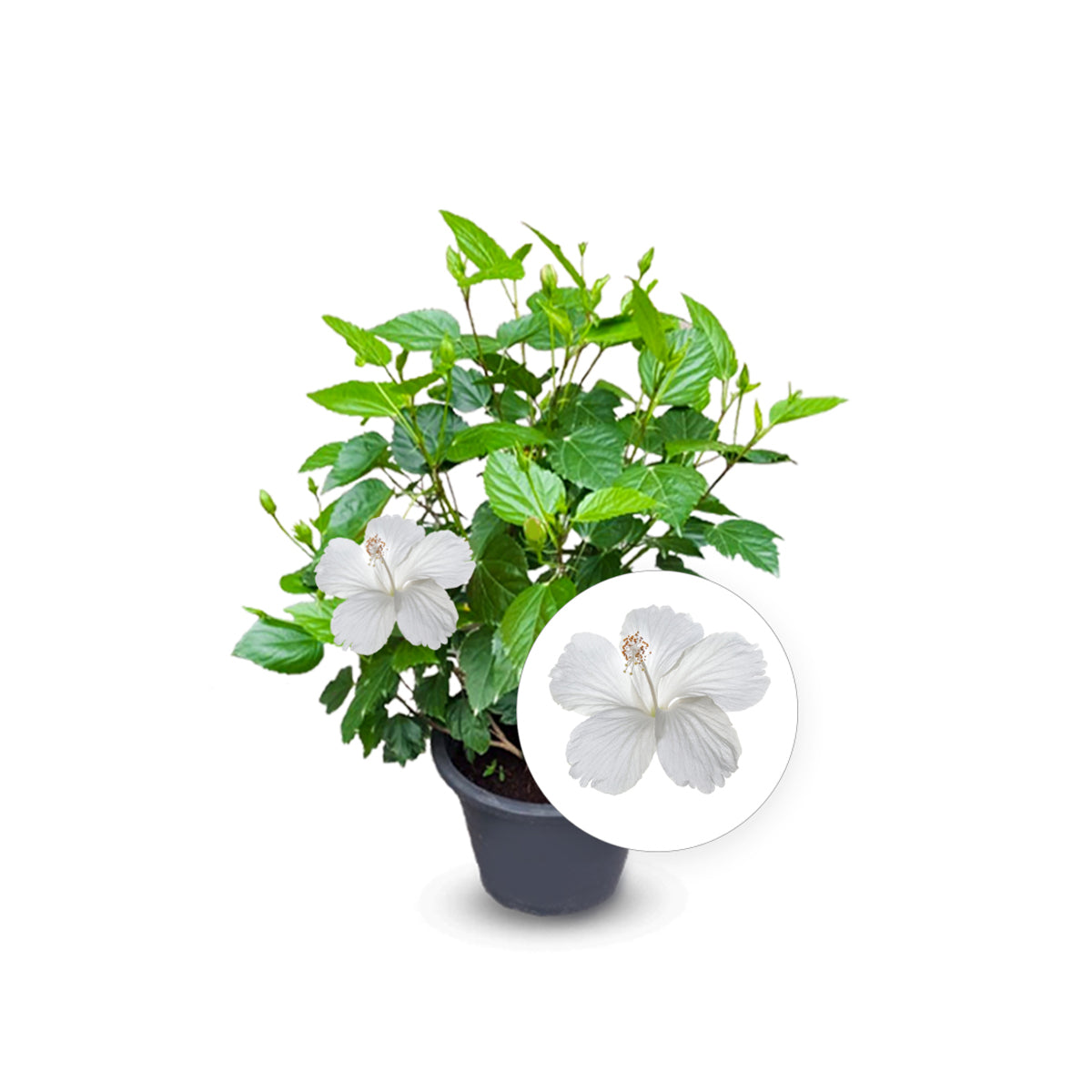 Hibiscus