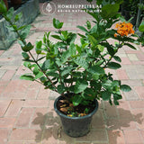 Ixora Large