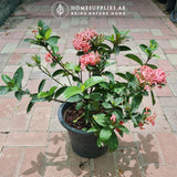 Ixora Large