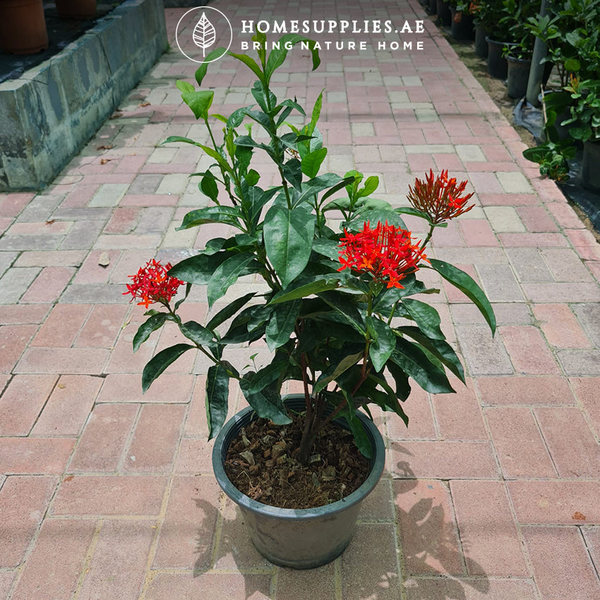Ixora Large