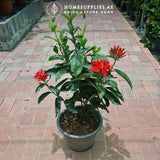 Ixora Large