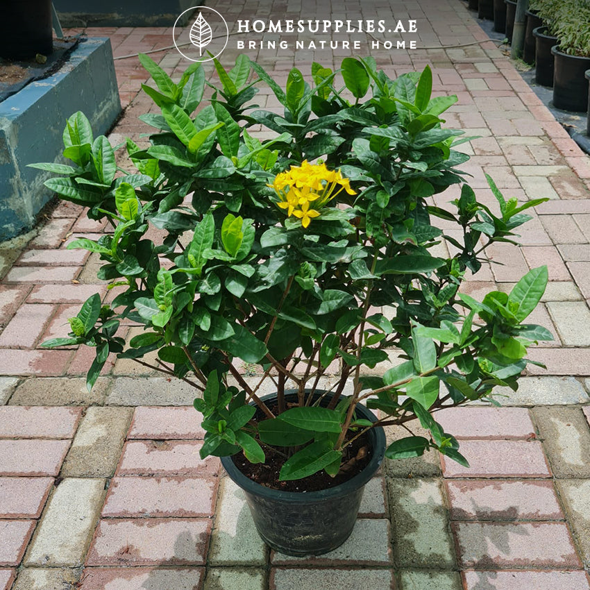Ixora Large