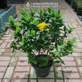 Ixora Large
