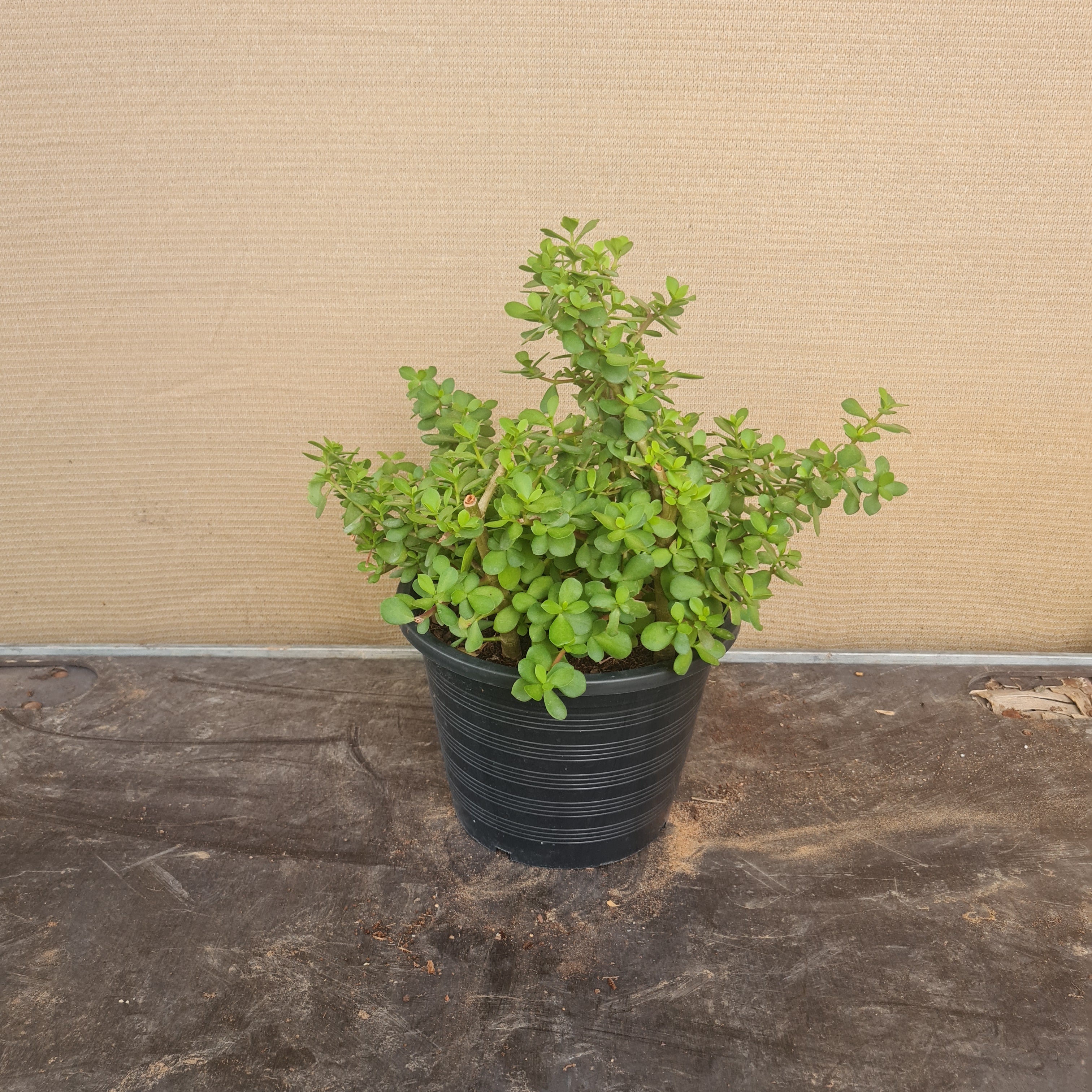 Jade plant