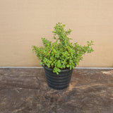 Jade plant