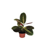 Maranta