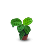 Maranta Light