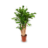 Massangeana – Multi Stem