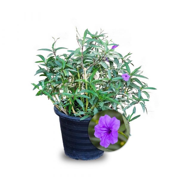 Mexican Petunia