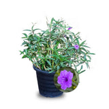 Mexican Petunia