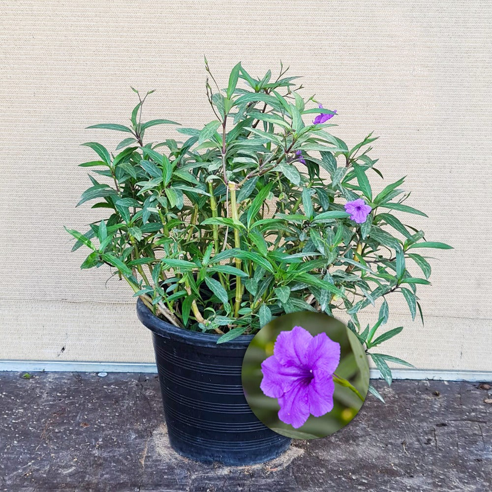 Mexican Petunia
