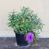 Mexican Petunia