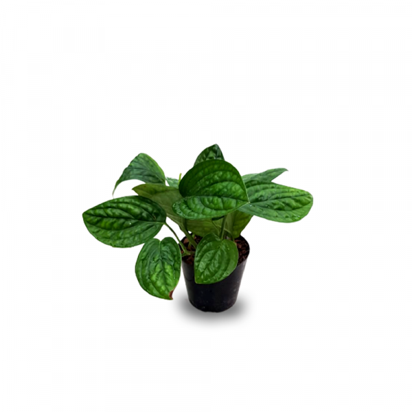 Money Plant Emboss