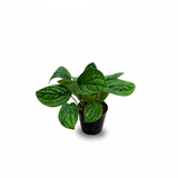 Money Plant Emboss