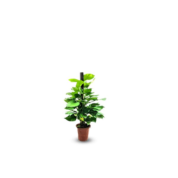 Money Plant Moss Stick