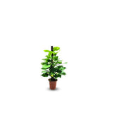 Money Plant Moss Stick
