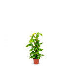 Money Plant Moss Stick