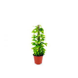 Money Plant Moss Stick