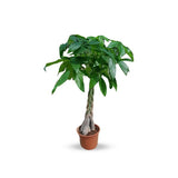 Money Tree “Pachira”